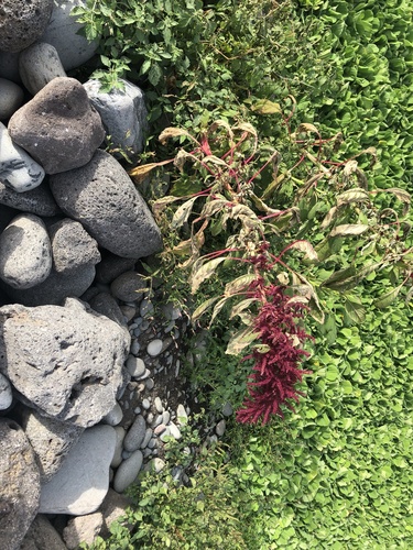 Amaranthus hybridus image