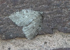 Epirrita dilutata