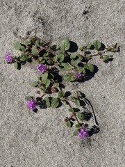 Abronia villosa villosa