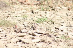 Dipsosaurus dorsalis