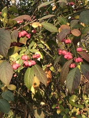 Euonymus europaeus