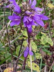 Campanula glomerata