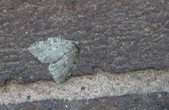 Epirrita dilutata