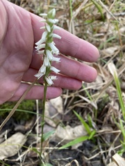 Spiranthes odorata