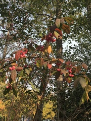 Euonymus europaeus