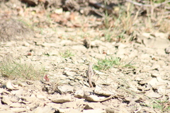 Dipsosaurus dorsalis