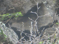 Corokia cotoneaster