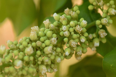 Talisia esculenta