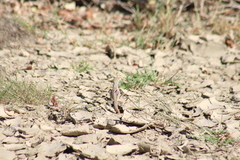 Dipsosaurus dorsalis