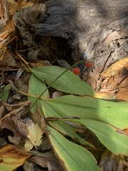 Convallaria