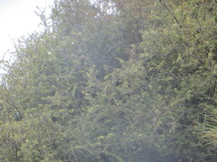 Leptecophylla juniperina