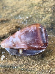 Conus anemone