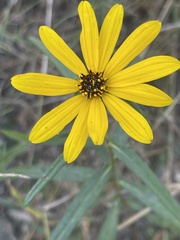 Helianthus angustifolius