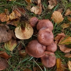 Tricholoma