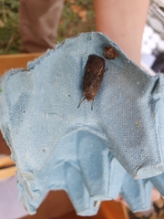 Xestia xanthographa