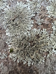 Xanthoparmelia plittii