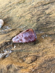 Conus anemone