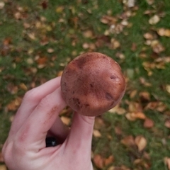 Tricholoma