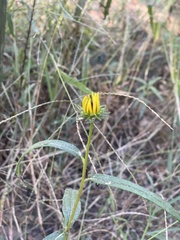 Helianthus angustifolius