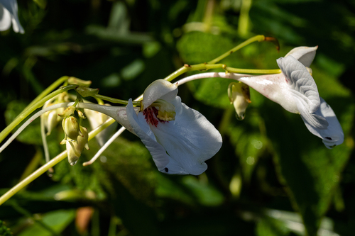 Impatiens tinctoria image