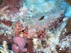 Synchiropus morrisoni