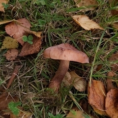 Tricholoma