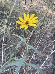 Helianthus angustifolius