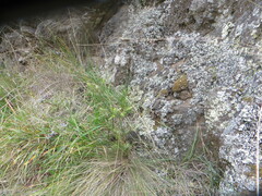 Leptecophylla juniperina