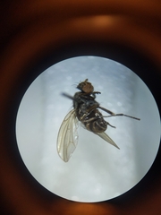 Diptera