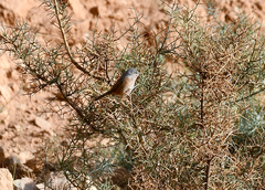 Curruca deserticola