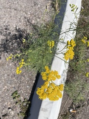 Hymenothrix wislizeni