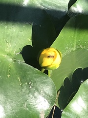 Nuphar advena