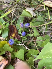Gentiana saponaria