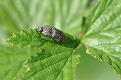 Agrypnus murinus