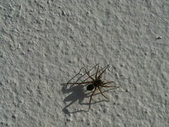 Pardosa