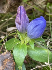 Gentiana saponaria