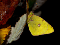 Colias croceus