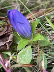 Gentiana saponaria