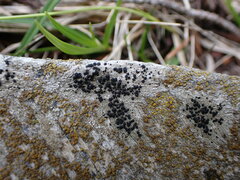 Rinodina