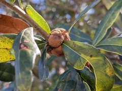 Disholcaspis quercusvirens