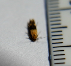 Stathmopoda auriferella