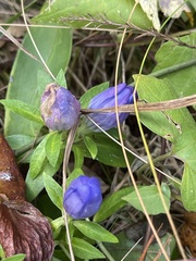 Gentiana saponaria