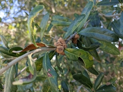 Disholcaspis quercusvirens