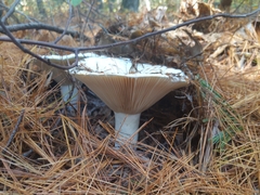 Lactifluus deceptivus
