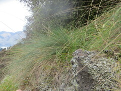 Festuca actae