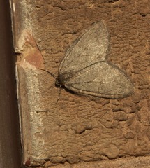 Epirrita dilutata