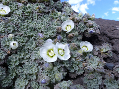 Nototriche antoniana