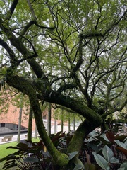 Schinus terebinthifolia terebinthifolia