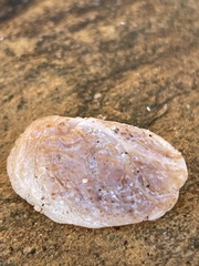 Bostrycapulus pritzkeri