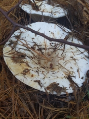 Lactifluus deceptivus